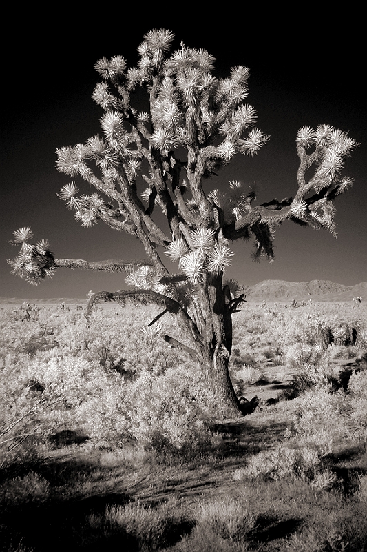 Joshua Tree 2 Mojave Desert, CA � Dave Hickey